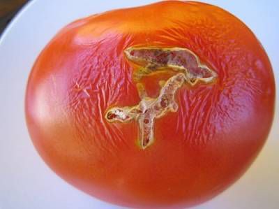 У турецьких помідорах виявили небезпечного шкідника