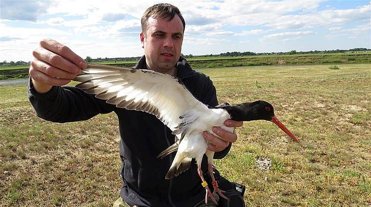 Рівненщина: Сарненський депутат досліджує міграцію птахів
