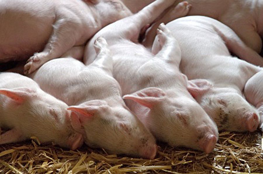 Буковина: Чума свиней уничтожает поголовье