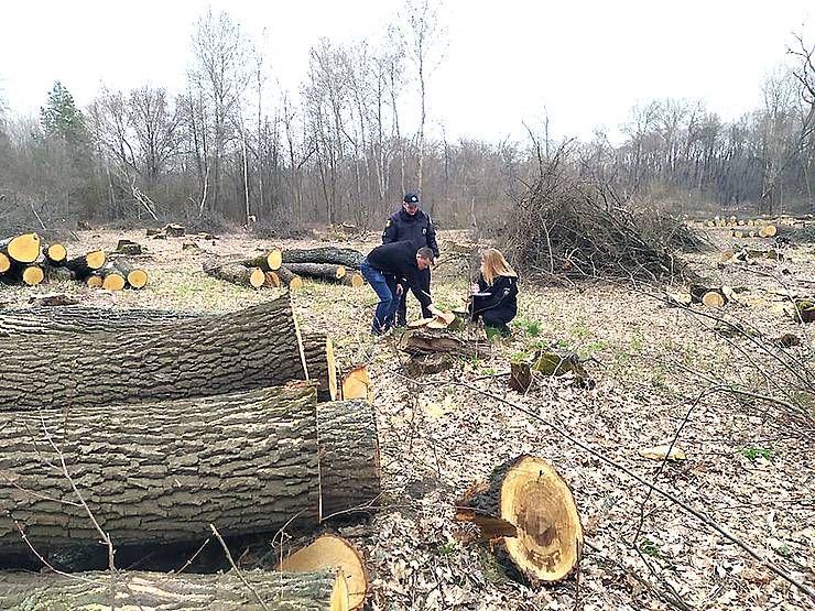 Кировоградщина: Остановили незаконную вырубку 225 дубов