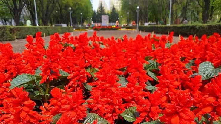 Алею Бойової Слави у Запоріжжі прикрасять десятки тисяч квітів