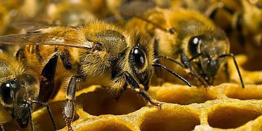 Бджільництво на Луганщині: спочатку — паспортизація, потім — дотація