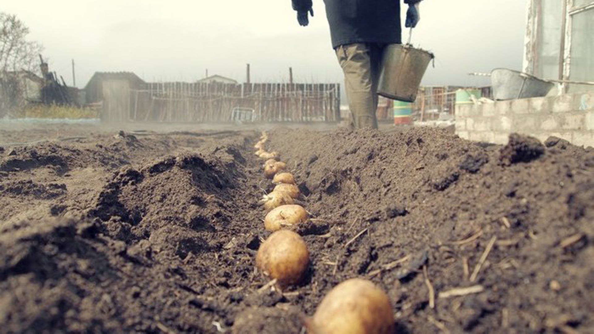 Хмельниччина: І картоплю посадили, і буряк посіяли