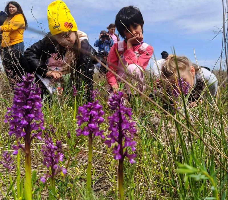 Миколаївщина: У пошуках диких орхідей