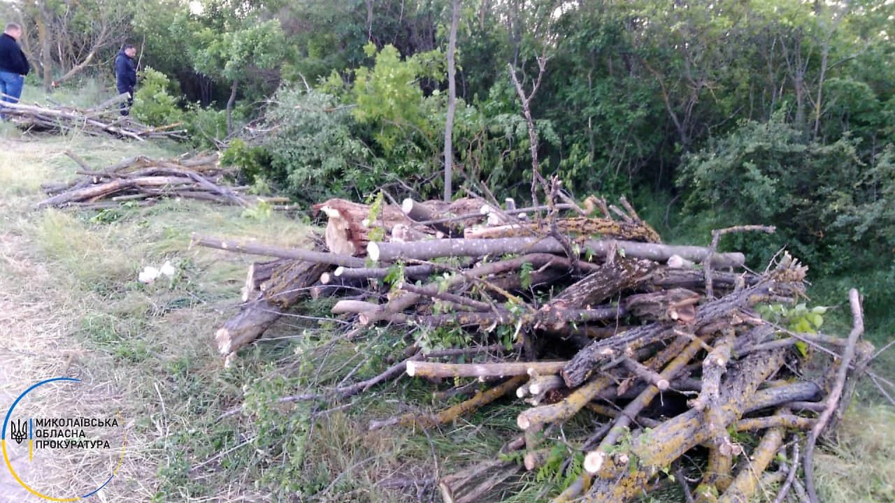 Николаевщина: Рубили незаконно лесные насаждения