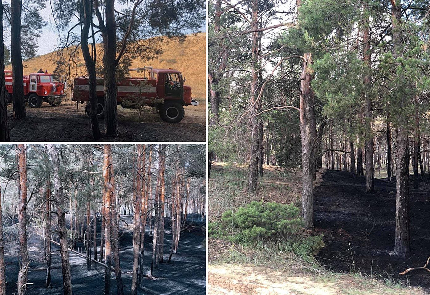 Херсонщина: Блискавки випалюють ліси