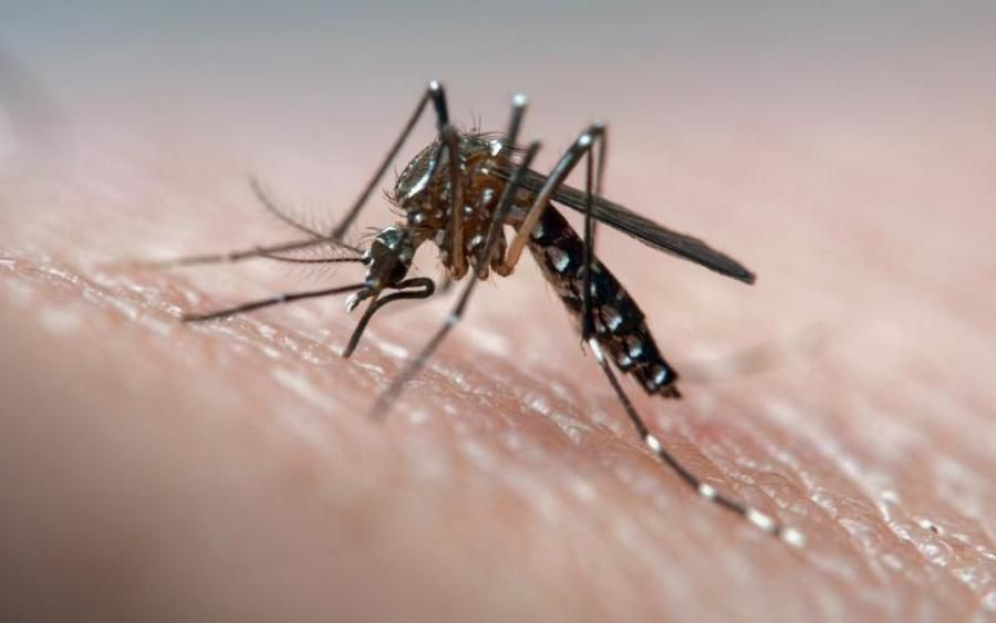 На Херсонщині відпочивальників атакують комарі