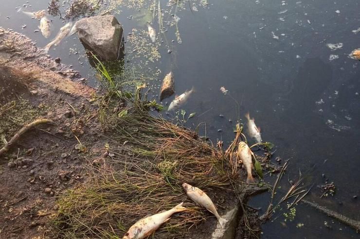 Чернігівщина: Риба гине від задухи