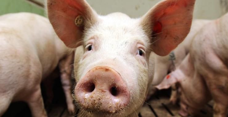 Херсонщина: У національному парку — чума свиней