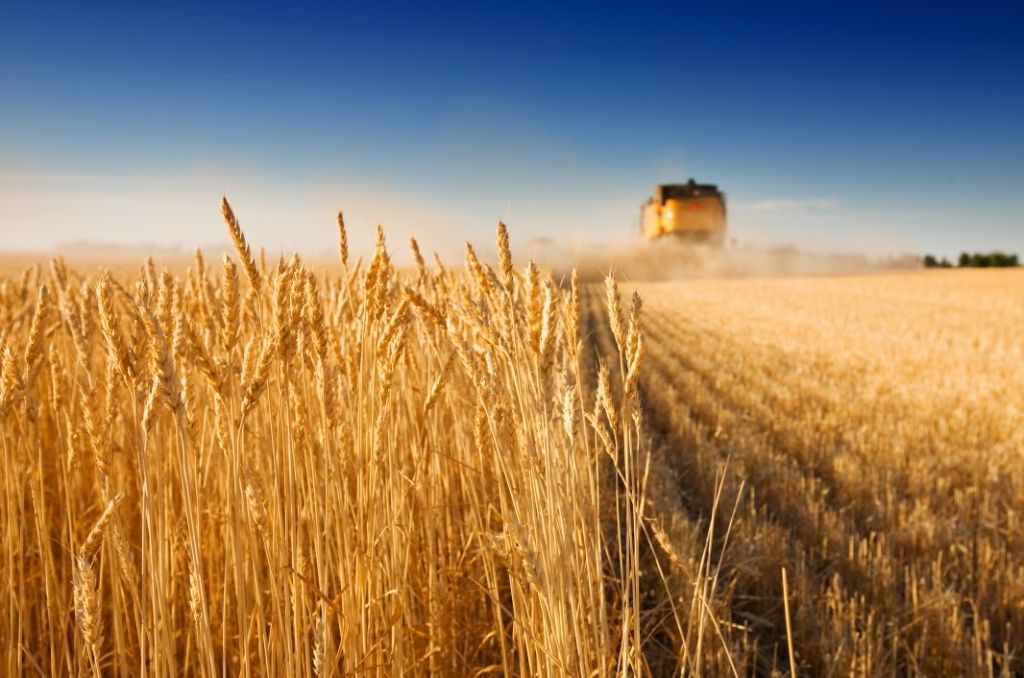 Запорізька область: Пізні зернові не підвели