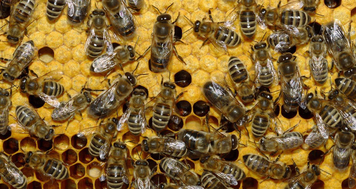 Херсонщина: Одних пчеловодов поддержали, другие — ждут