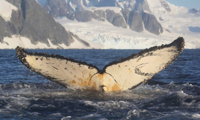 На станції «Академік Вернадський» учені вивчають китів та радіють появі на світ малюків пінгвінів