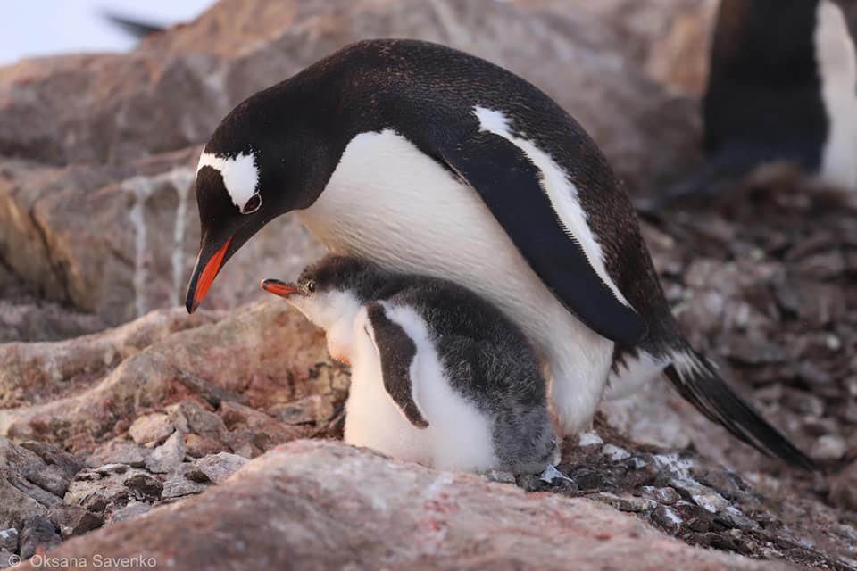 Возле станции «Академик Вернадский» поселились три тысячи пингвинов