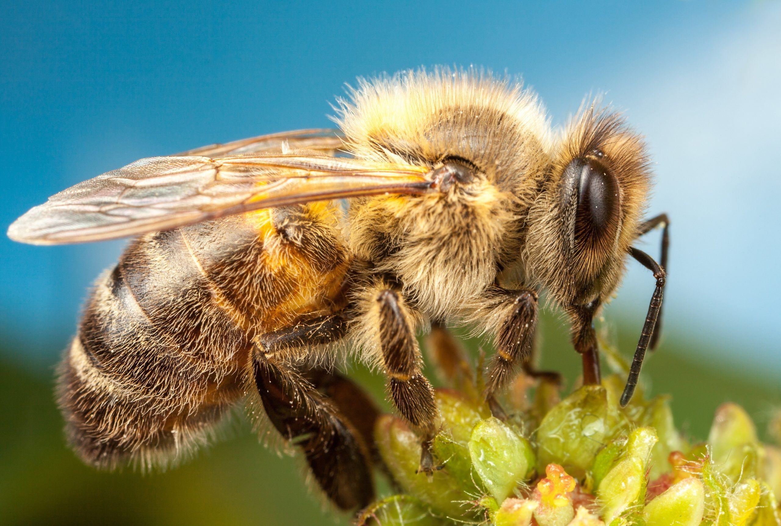 Бджоли — це не тільки мед... 