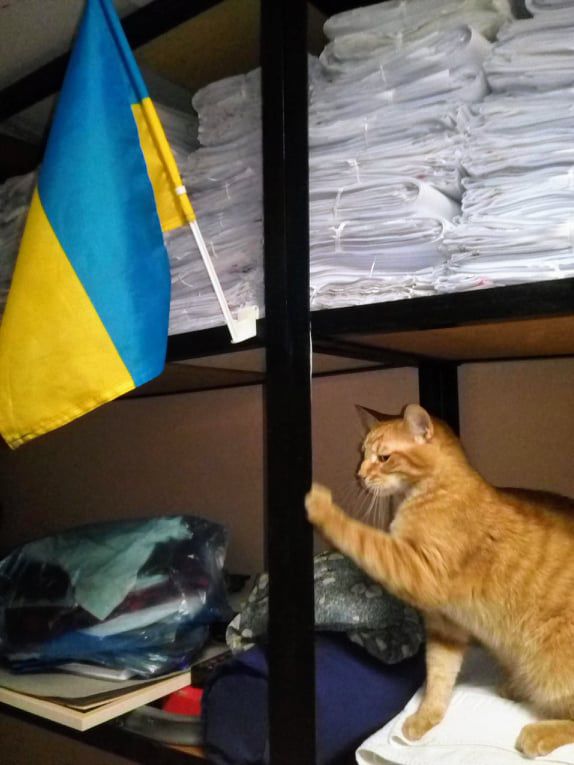 Наш котик