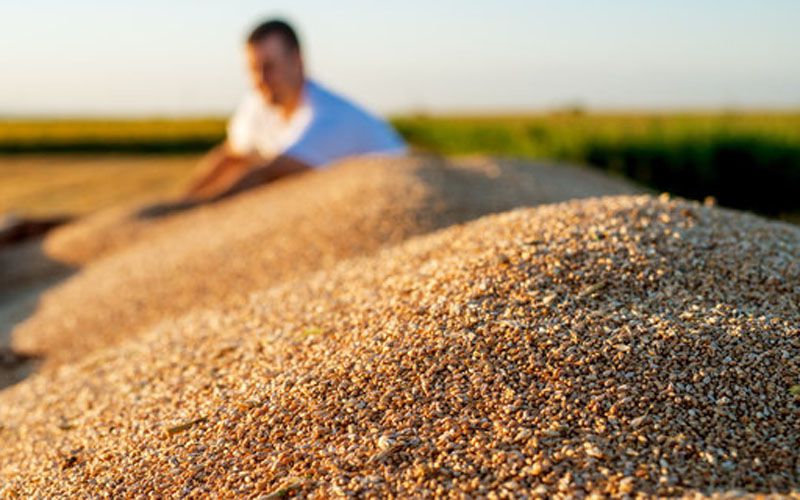 Від поставок зерна з України залежать понад 400 мільйонів людей у світі