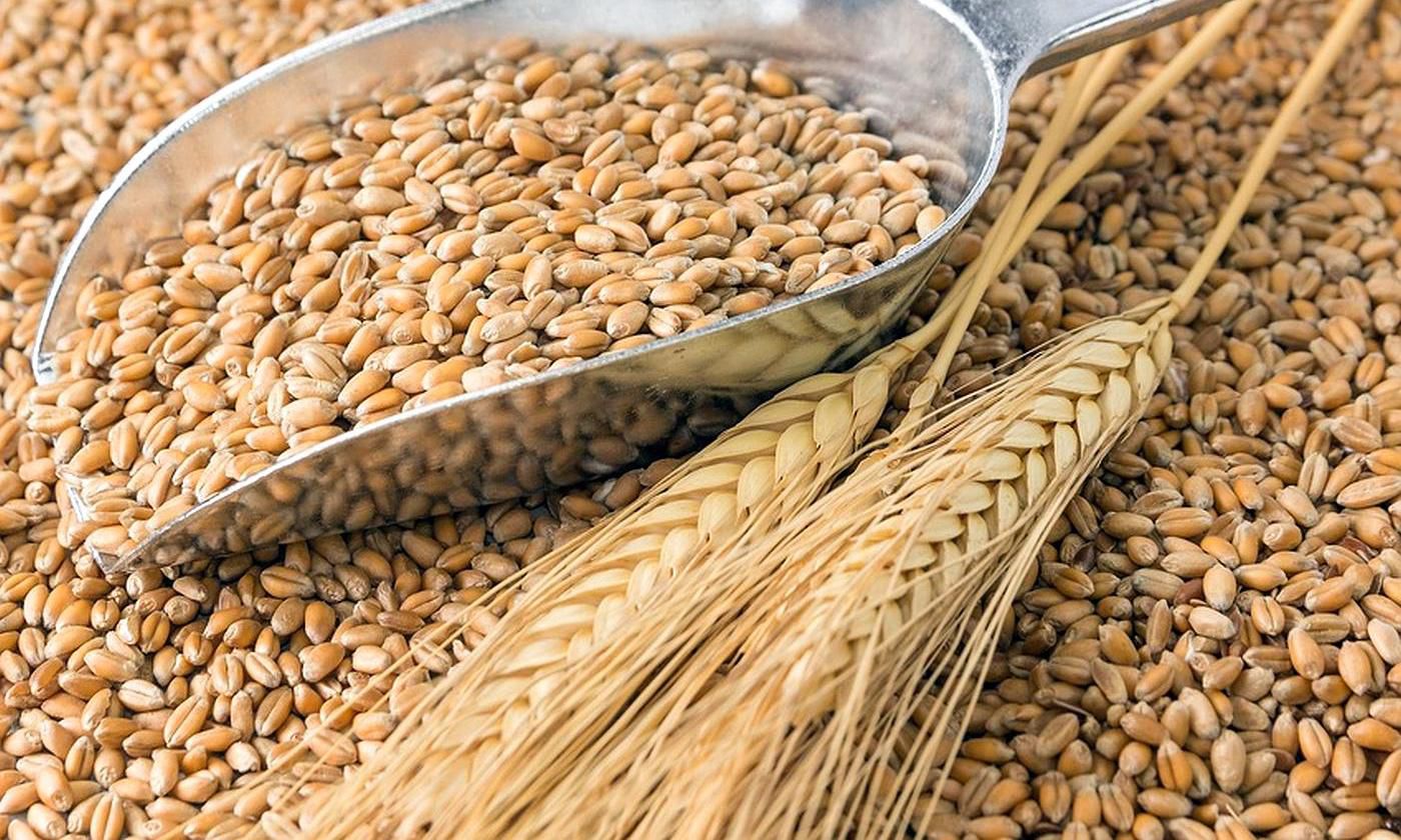 ЄС допоможе Україні експортувати зерно, заблоковане росією