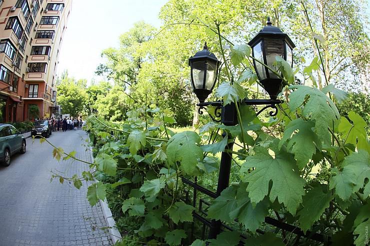 Одесса: С заботой о зеленом убранстве города 