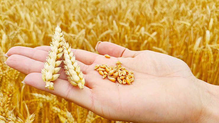 Дозріле зерно можуть залишити в полі