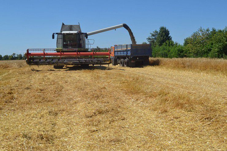 Пшениця починає набирати свою ціну
