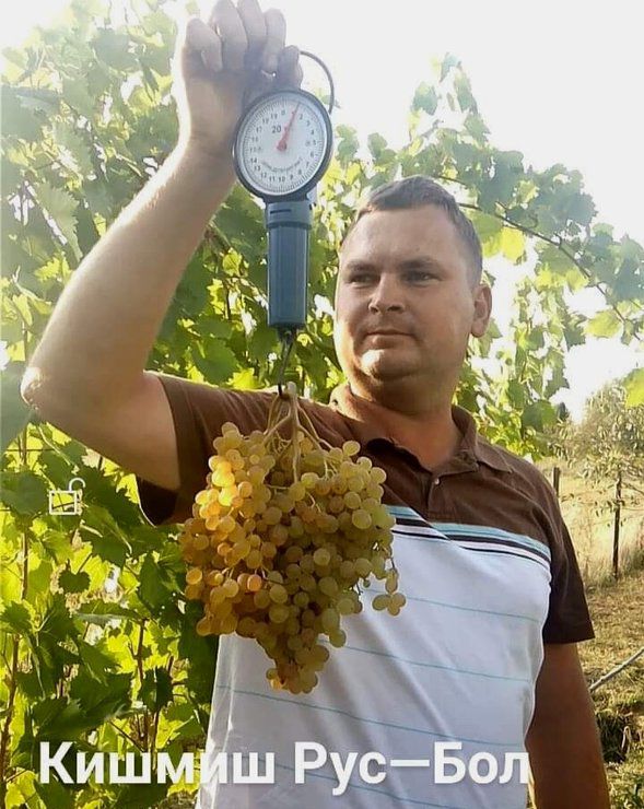 Сортовий виноград на Поліссі може рости - це довів аматор