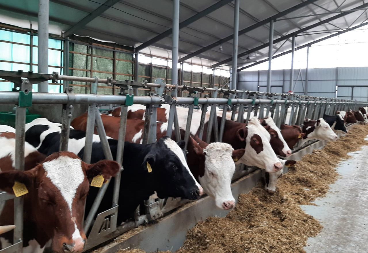 Вінниччина: Автоматизований доїльний зал та безприв’язне утримання корів