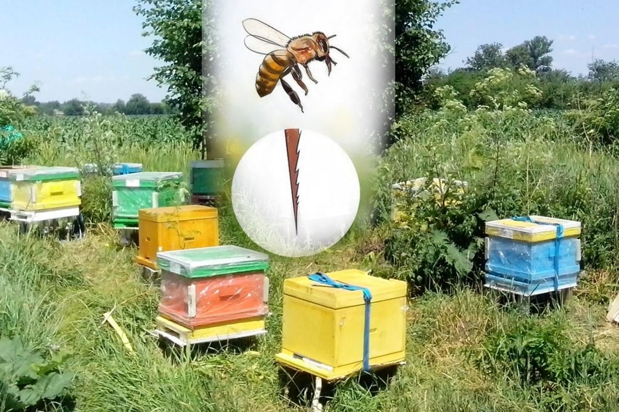 Підмочив репутацію всім бджолярам...