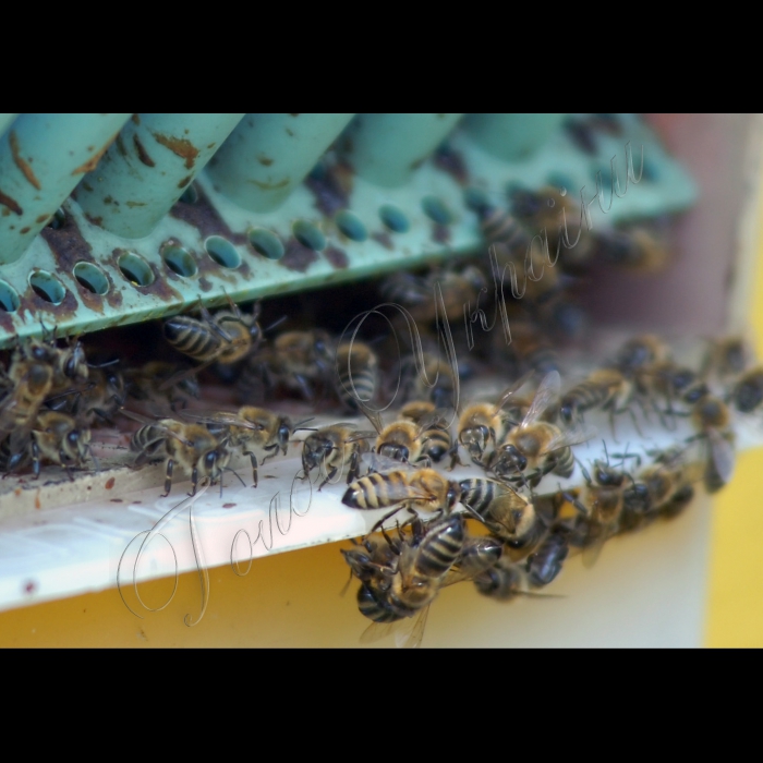 Бджоли, бджільництво