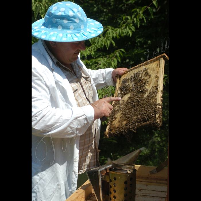 Бджоли, бджільництво