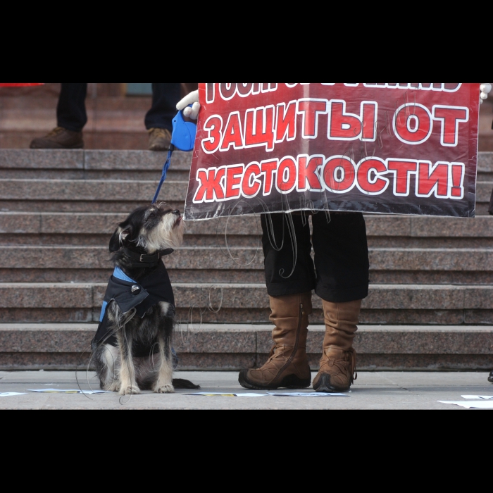 11 березня 2010 біля КМДА відбулась акція «Адміністрація смерті», організована громадською ініціативою «Форум допомоги тваринам», з приводу незаконного та варварського масового отруєння тварин у м. Києві.