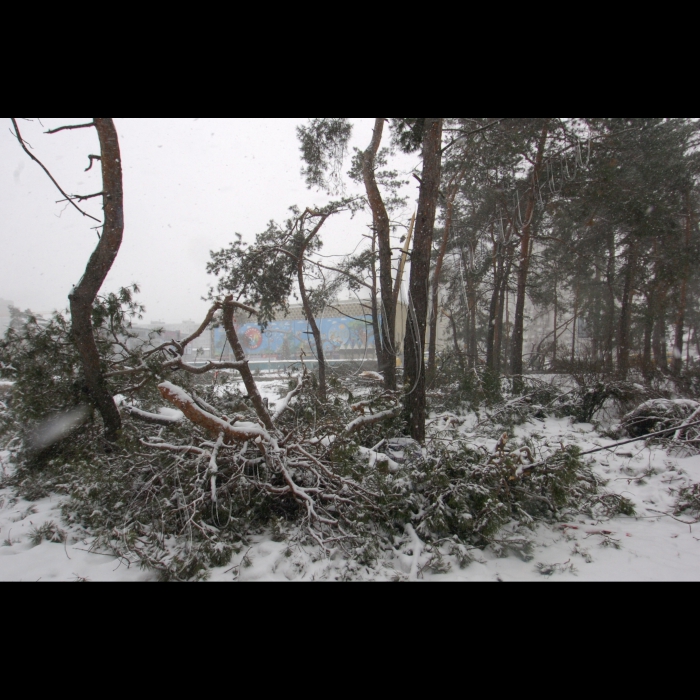 15 січня 2010 Київ, біля метро «Дарниця» незаконно вирублено дерева.