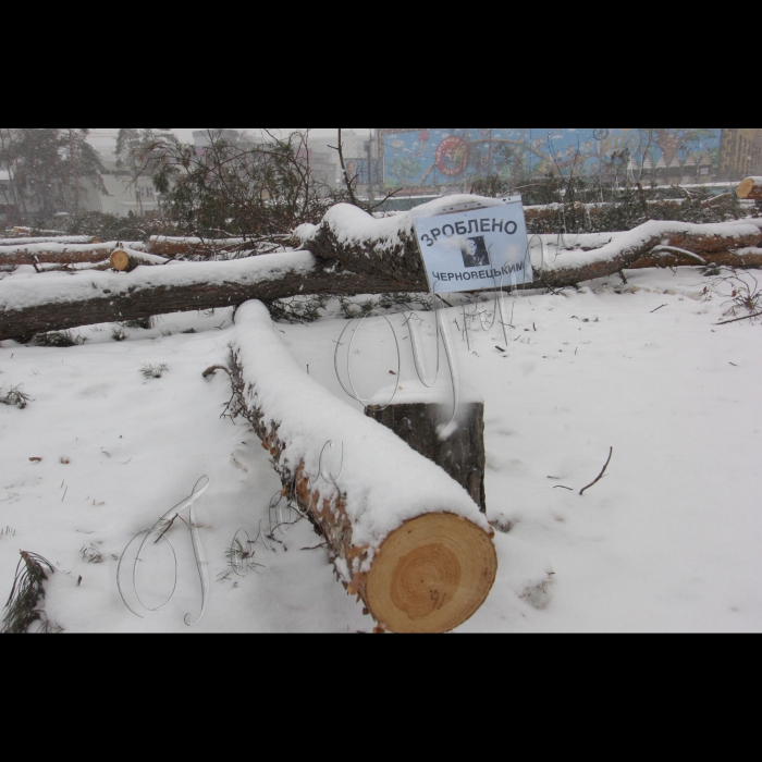 15 січня 2010 Київ, біля метро «Дарниця» незаконно вирублено дерева.