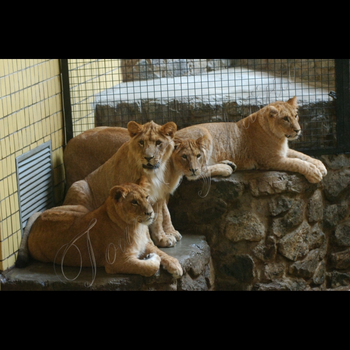 25 січня 2010 у Київському зоопарку відбулося свято, присвячене дню народження чотирьох левенят, які минулого року приїхали із Калінінградського зоопарку.