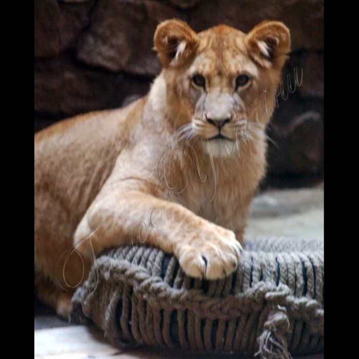 25 січня 2010 у Київському зоопарку відбулося свято, присвячене дню народження чотирьох левенят, які минулого року приїхали із Калінінградського зоопарку.