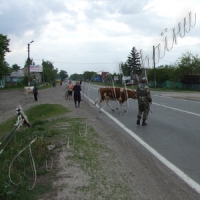 Чергова окупація пасовища