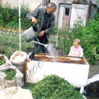 Бур’яни закладаю на компост