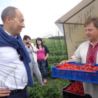 Полуничний рай для підприємців