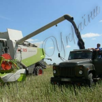 На ланах — уся хліборобська «Рать»