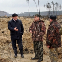 Замість сосен — пустеля