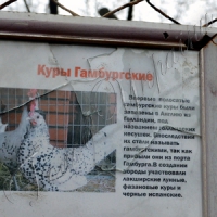 Гамбурзькі кури