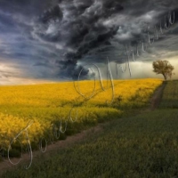 Град знищив посіви гречки