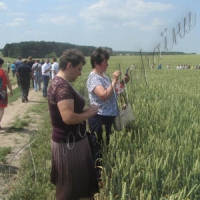 Від стопудових до стоцентнерних врожаїв