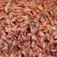 У Бердянську відбувся Фестиваль морепродуктів