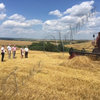 Основні жнива завершать до кінця місяця