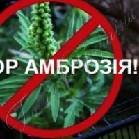 Активісти пропонують по гривні за кіло амброзії