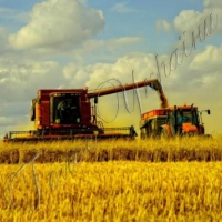 Найвищу урожайність зафіксували на Львівщині!