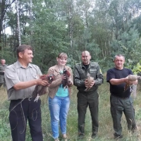Подарували лісу фазанів!..