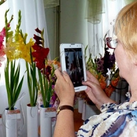 Олександрію уквітчали гладіолуси