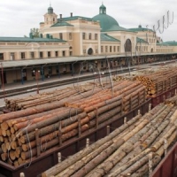 Українські держлісгоспи відправляли до Євросоюзу ліс за фіктивними документами