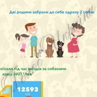Повертають додому загублених собак і котів